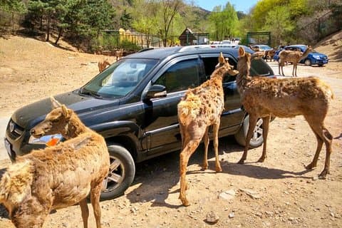 北京八達ing野生生物公園と居y関長城プライベートツアー