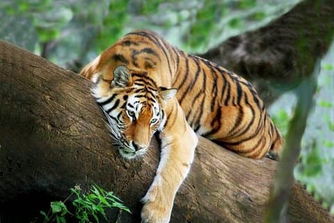 3 - Dag Chitwan Jungle Safari fra Kathmandu – all-inclusive tur