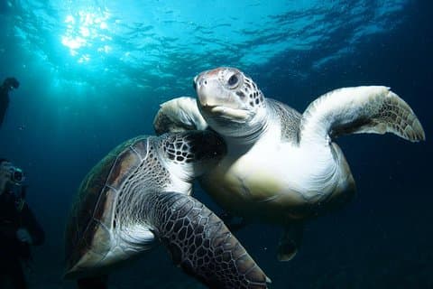 Teneriffa Schildkröten- und Schnorcheltour ab Costa Adeje