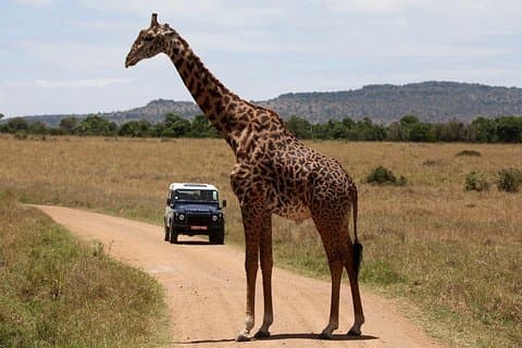 3-dages sødevand: Ol Pejeta Conservancy Safari fra Nairobi