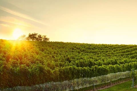 Große Weintour in den Kleinen Karpaten