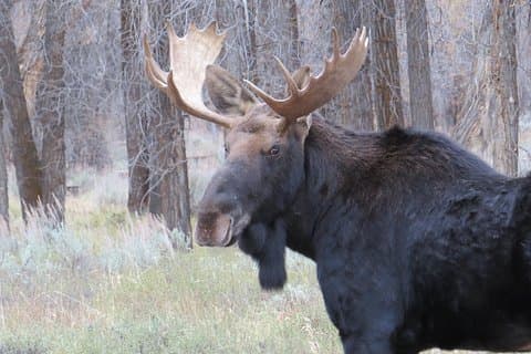 Grand Teton National Park - Sunrise Tour fra Jackson Hole