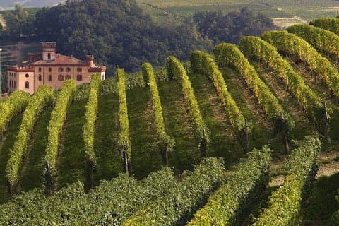 Privat tur: Barolo vinsmagning i Langhe-området fra Torino