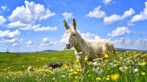 Tour privato al centro per il benessere degli animali di Aiderbichl da Salisburgo