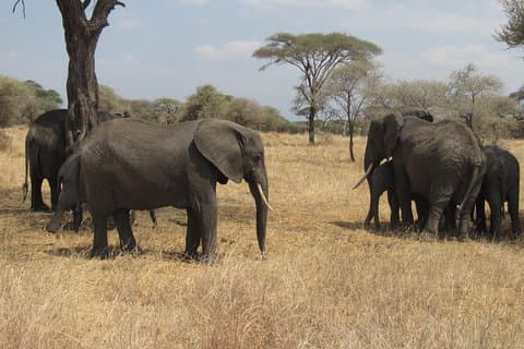 Tarangire National Park: Guidet dagstur fra Arusha