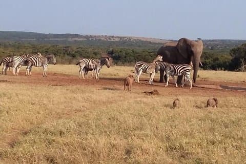 5 Day Cape to Addo Safari - Garden Route Small Group Tour