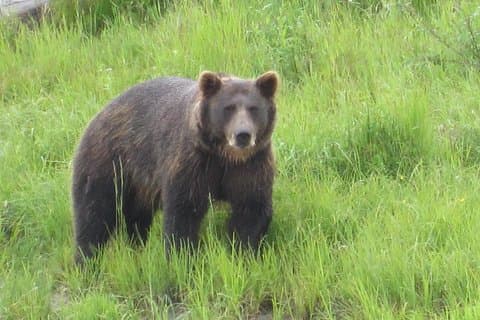 オールインワンアンカレッジ: シティツアー、野生動物、ランチ＆ポーテージクルーズ