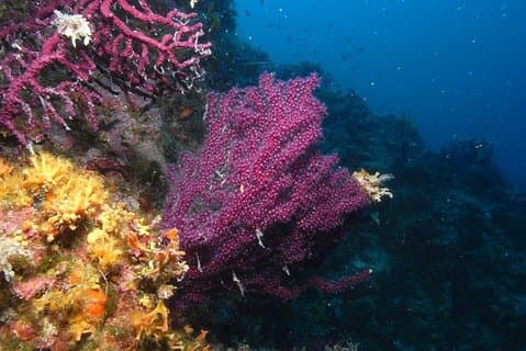 Marsa Alam: snorkeling en la playa de Abu Dabab