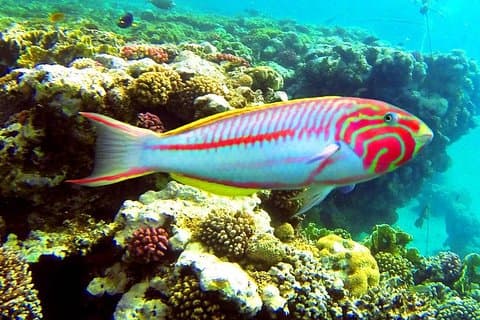 Van Hurghada: Sharm El Naga Full-Day Snorkeltour