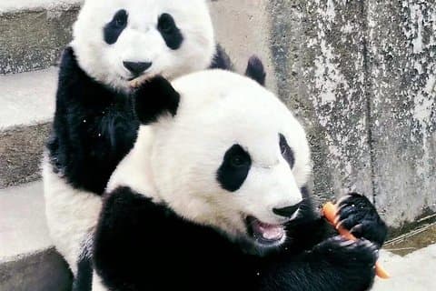 Privat tur: Xi'an Zoo, sesongbasert fruktplukking og gård middag