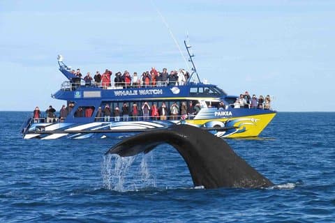 Whale Watching Af TUK TUK Fra Galle