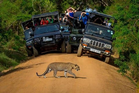 Private 02 Day Leopard Safari a Yala da Colombo