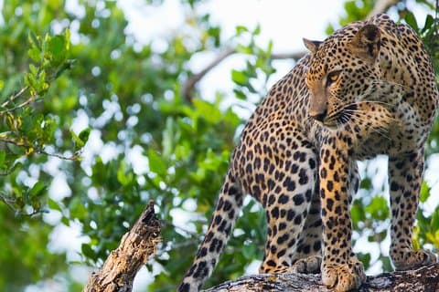 Tagesausflüge zum Wasgamuwa Nationalpark von Negombo