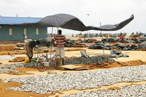 Fishing Village & Mangrove Tour Experince at Negombo (Starting from Colombo)