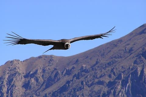 Condor Tour vanuit Cusco - 1 dag