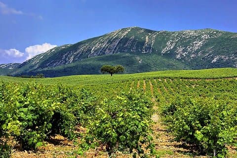 Arrabida Natural Park Full-Day Private Tour från Lissabon