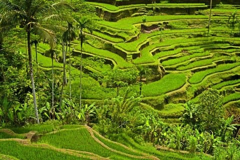 Halve dag Ubud en Tampak Siring privétour vanuit Bali