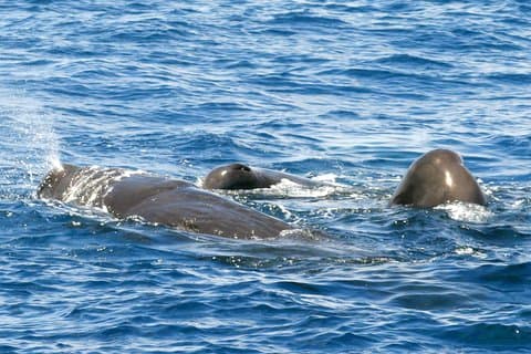 Whale and Dolphin Watching Cruise i St Lucia