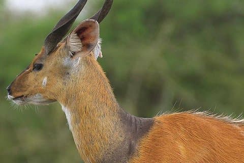 Tour del Lago Mburo per l'intera giornata da Kampala