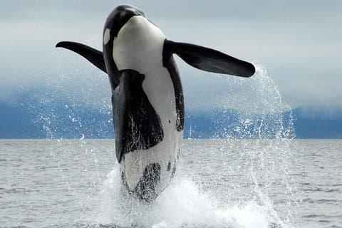 Aventure d'une demi-journée sur les baleines et la faune dans la baie de Cowichan