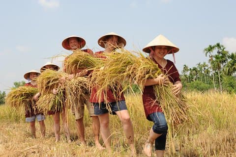 Tour di un'intera giornata a Hoi An Town e Tra Que Vegetable Village