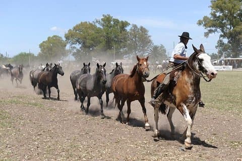 Gaucho Experience : Una excursión de un día al rancho Don Silvano