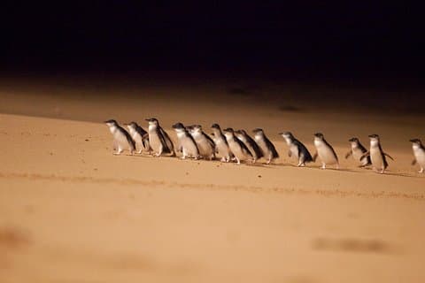 Melbourne Combo: Great Ocean Road Day Trip and Phillip Island Day Trip from Melbourne