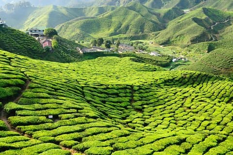 3 noites de Cameron Highlands e Penang Tour de Kuala Lumpur