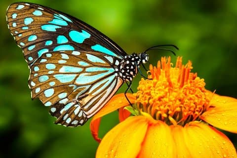 Excursão por Kuala Lumpur Park: Orchid Garden, Butterfly Park & Bird Park