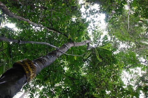 Excursión de medio día a Langkawi Rainforest Trekking