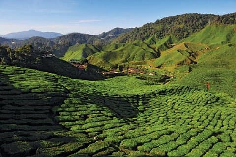 2-Nächte Cameron Highlands Discovery von Penang nach Kuala Lumpur