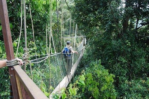 Excursion de 4 jours dans la jungle du parc Taman Negara au départ de Kuala Lumpur