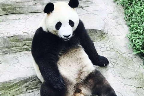 Privat Panda Tour med Kungfu Tea Course En dags tur