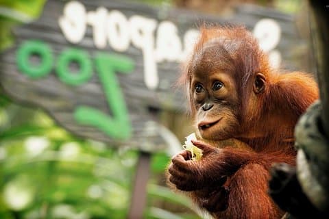 Excursão do dia de Ipoh com visita da ilha de Orang Utan