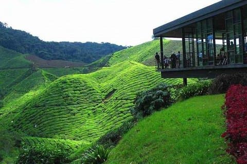 Cameron Highland Day Tour från Kuala Lumpur