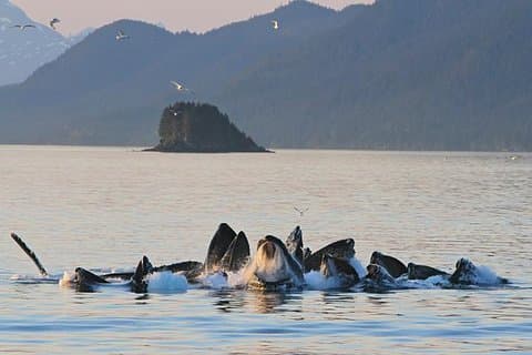Ultimate Juneau Whale Watch