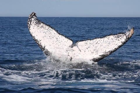 Whale Watching