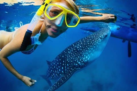 Mergulhe com um tubarão-baleia em Los Cabos