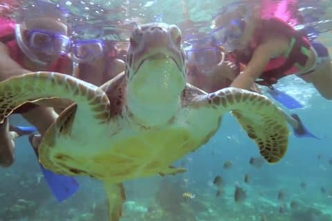 Snorkeling Riviera Maya