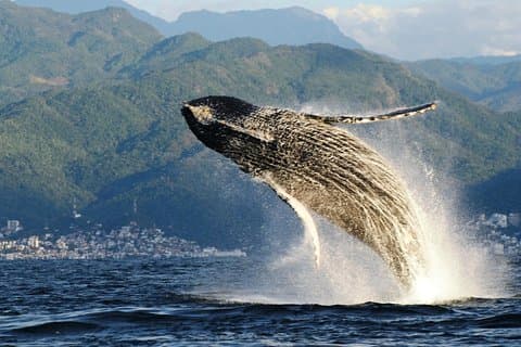 Aventure d’observation des baleines – dirigée par un biologiste marin