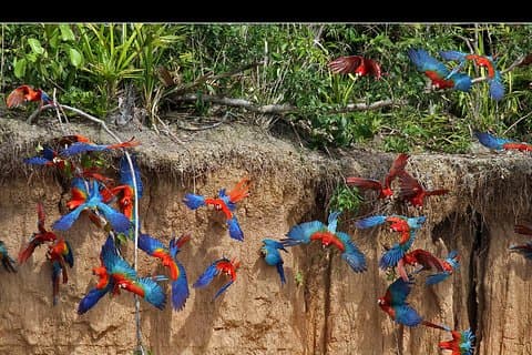 Visite de Tambopata Macaw Clay Lick 2 jours