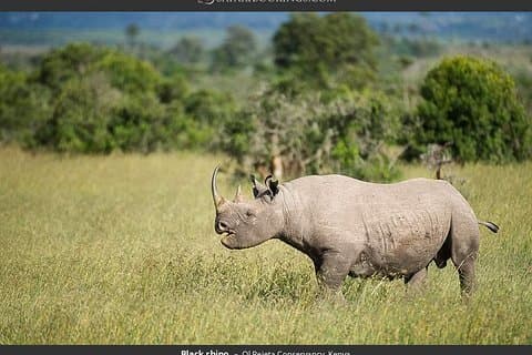 Ol Pejeta Conservancy Day Tour from Nairobi