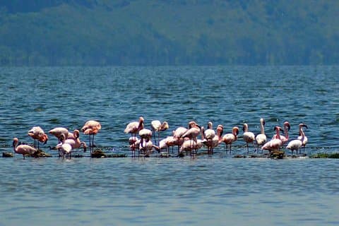 Tagestour zum Lake Nakuru Park mit optionaler Bootsfahrt auf dem Lake Naivasha