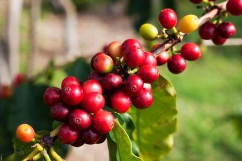 Jardin privat dagstur: Colombiansk kaffetur från Medellin