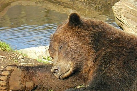 Sitka sightseeingtur med bjergbjerget og Totem-polerne