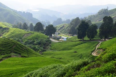 Cameron Highlands, excursão guiada privada de dia inteiro ao Jardim da Natureza