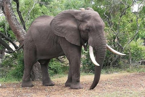 Gamedrives Zambezi Nationaal Park