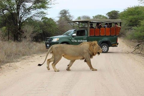 5-dagars klassisk Kruger National Park Safari