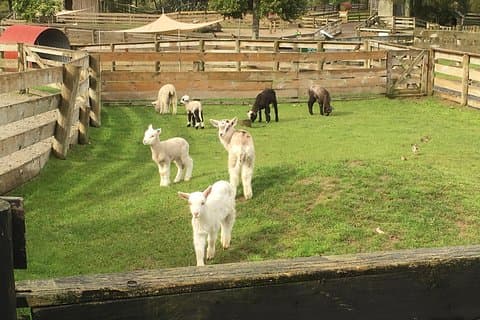 Sheep World Country Tour d'Auckland