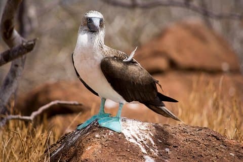 Tagesausflug nach North Seymour Island von Puerto Ayora